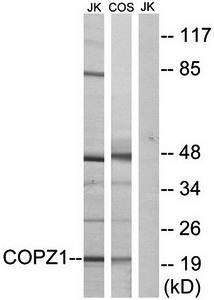 COPZ1 Antibody