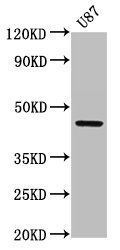 SERPINA6 Antibody