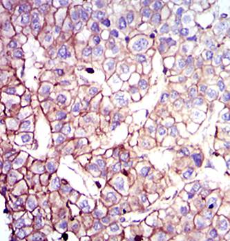 COTL1 Antibody