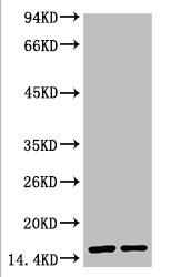 COX4I1 Antibody