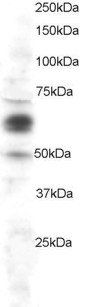 Goat anti-COX1 / PTGS1 Antibody