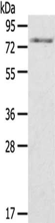 PTGS2 Antibody