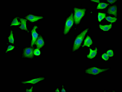 PTGS2 Antibody
