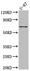 PTGS2 Antibody