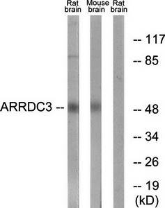 ARRDC3 Antibody