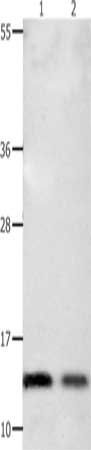 COX5B Antibody