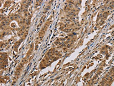 COX6B1 Antibody