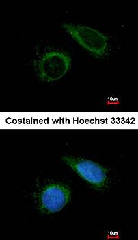 COX6B1 antibody