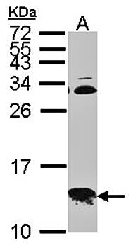 COX6B1 antibody