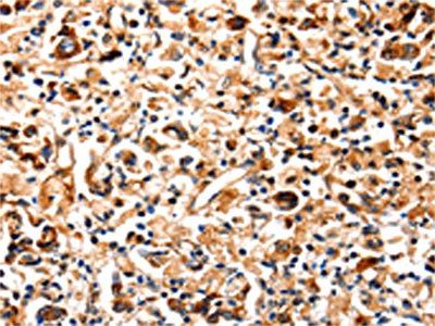 COX8A Antibody