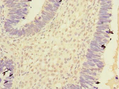 CPA2 Antibody