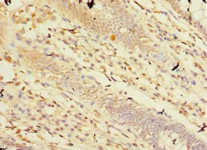 CPA2 Antibody