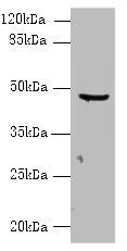 CPA2 Antibody