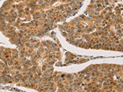 CPA2 Antibody