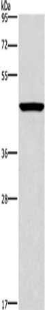 CPA2 Antibody