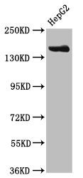 CPS1 Antibody