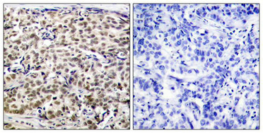 CREB1 Antibody