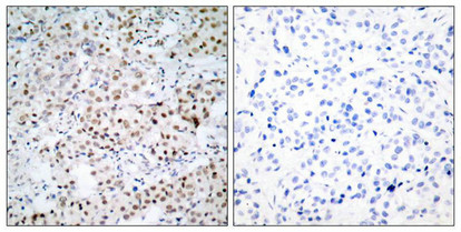 CREB1 Antibody