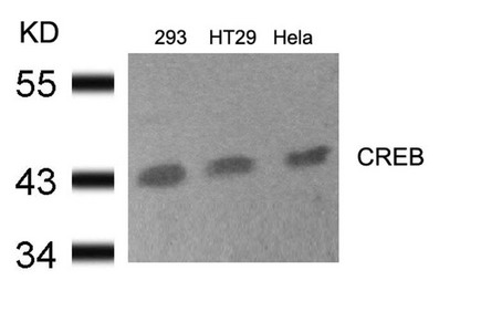 CREB1 Antibody