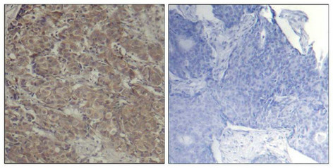 CREB1 Antibody