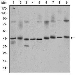CREB1 Antibody