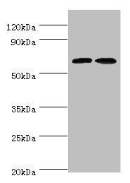 CREB3L2 Antibody