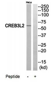 CREB3L2 Antibody