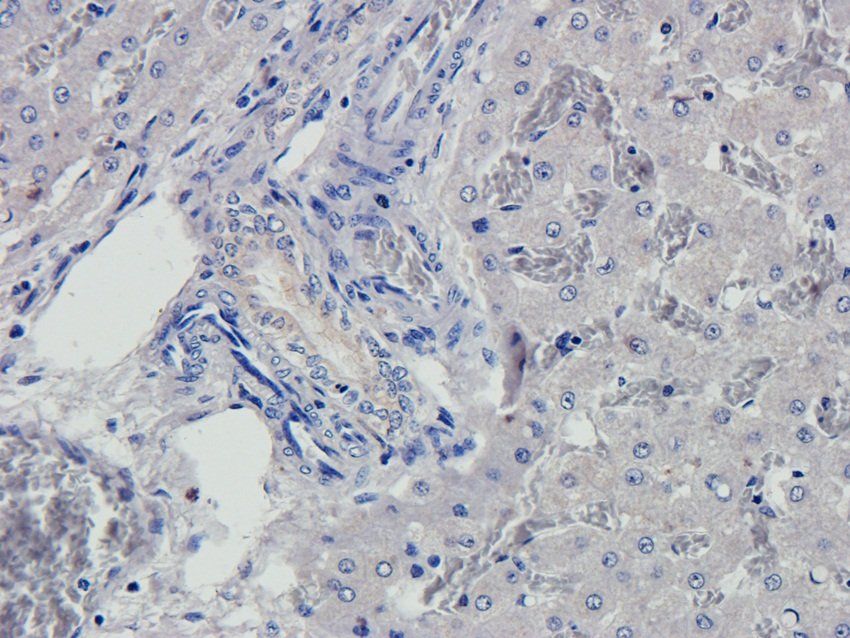 CREB3L3 Rabbit Polyclonal Antibody