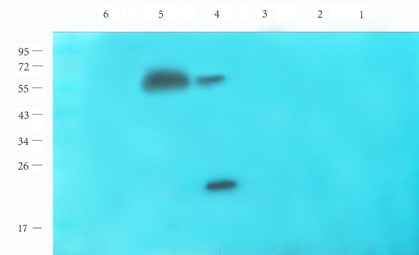 CREB3L3 Rabbit Polyclonal Antibody