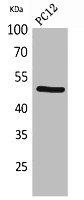 CRHR1 Antibody