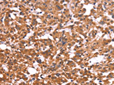 CRISP3 Antibody