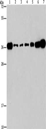 CRKL Antibody