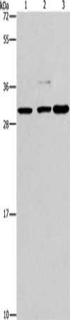 CRKL Antibody