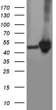 CRLF3 Antibody