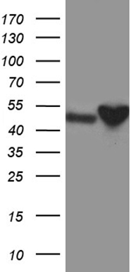 CRLF3 Antibody