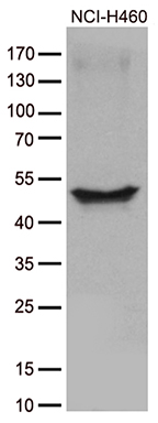 CRLF3 Antibody