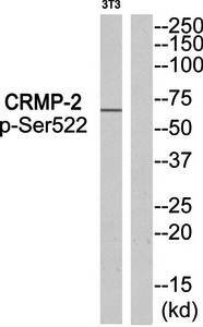 CRMP-2 (Phospho-Ser522) Antibody