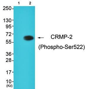 CRMP-2 (Phospho-Ser522) Antibody