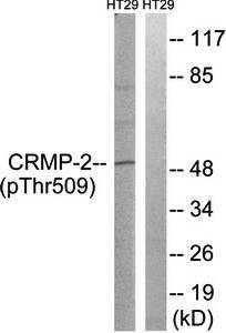 CRMP-2 (Phospho-Thr509) Antibody