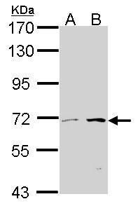 carnitine O-octanoyltransferase Antibody