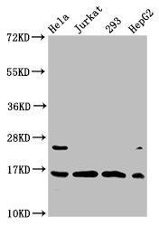 HIST1H3A Antibody