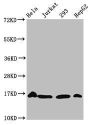 HIST1H3A Antibody