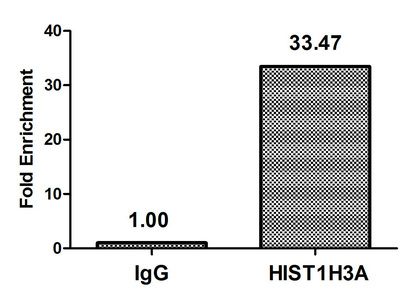HIST1H3A Antibody