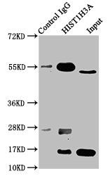 HIST1H3A Antibody
