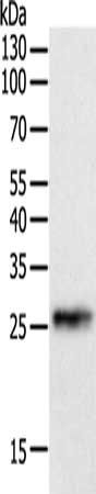 CRP Antibody