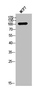 CSF1R Antibody