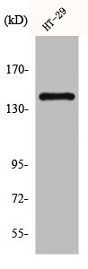 CSF1R Antibody