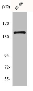 CSF1R Antibody