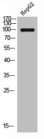 CSF1R Antibody