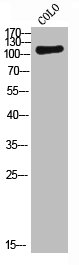 CSF1R Antibody